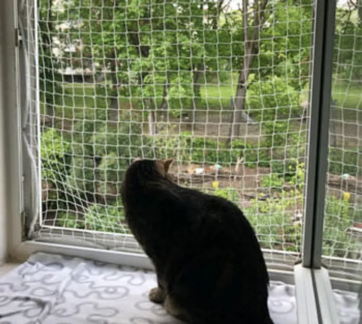 Pet safety net project photo 4