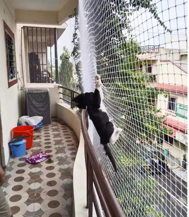 Pet safety net project photo 5