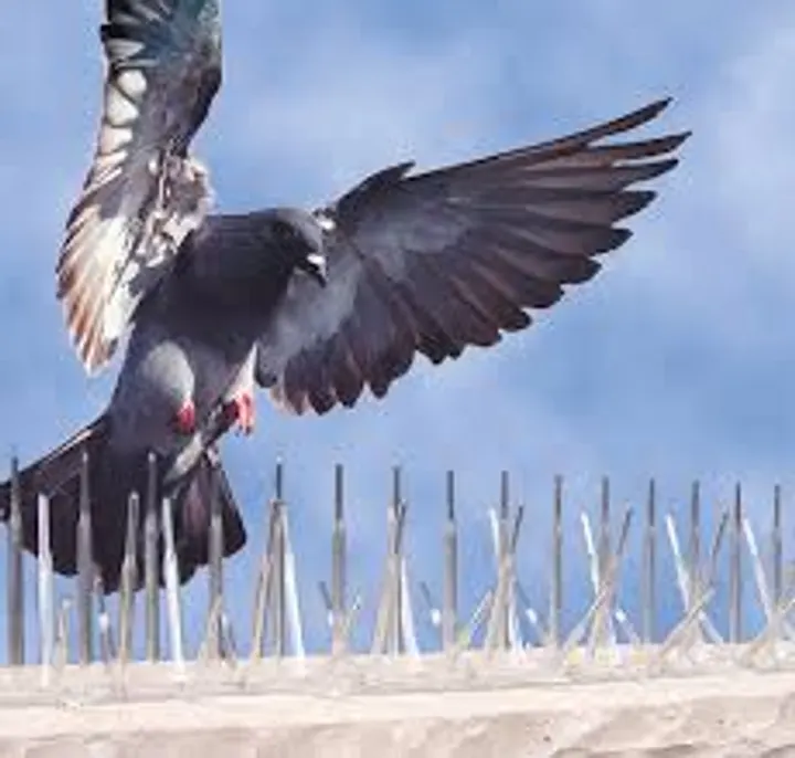 Bird spike project photo 2