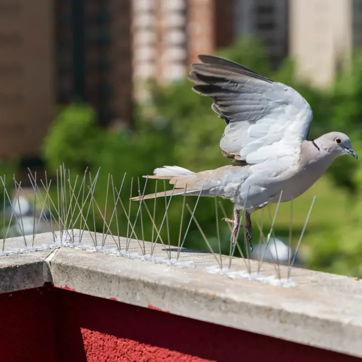 Bird spike project photo 3