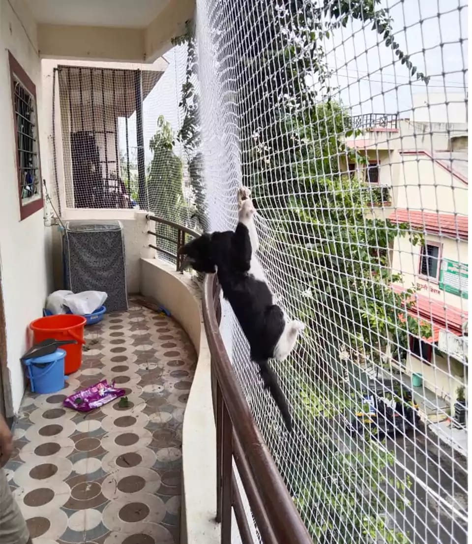 Pets Safety Nets installed by Pavitra Safety Nets Hyderabad